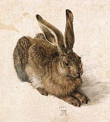 Albrecht Duerer: Hase